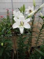 [5202 Maytime VH No02.JPG]